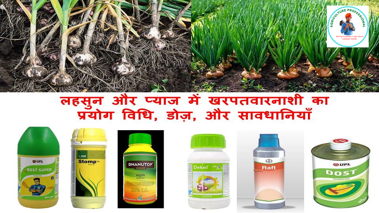 Weed management in Garlic and Onion